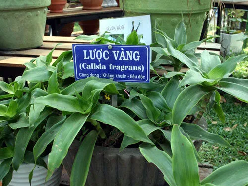 cay luoc vang