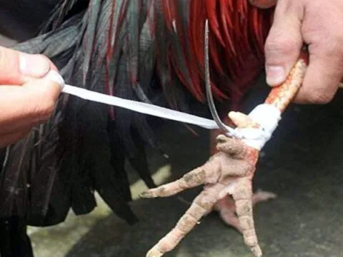 vong ga