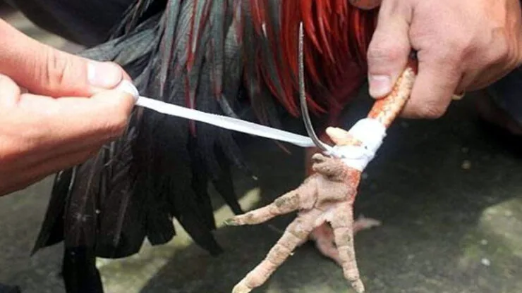 vong ga